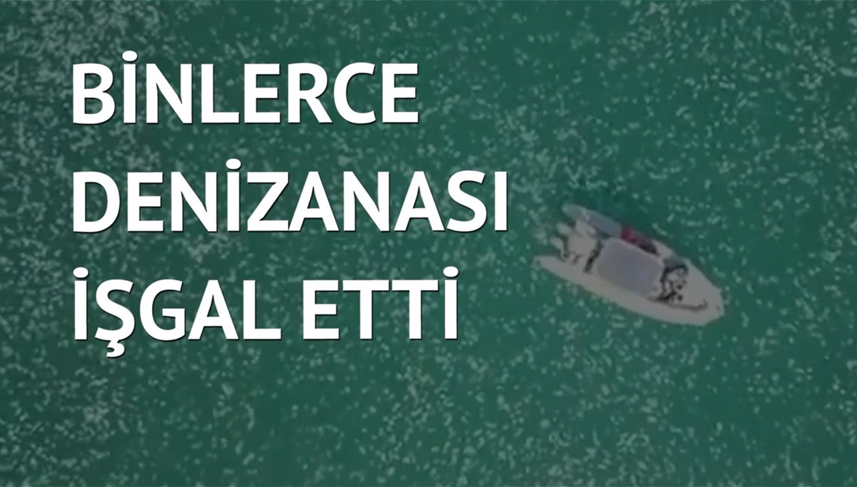 Akdeniz’i denizanası sürüsü işgal etti
