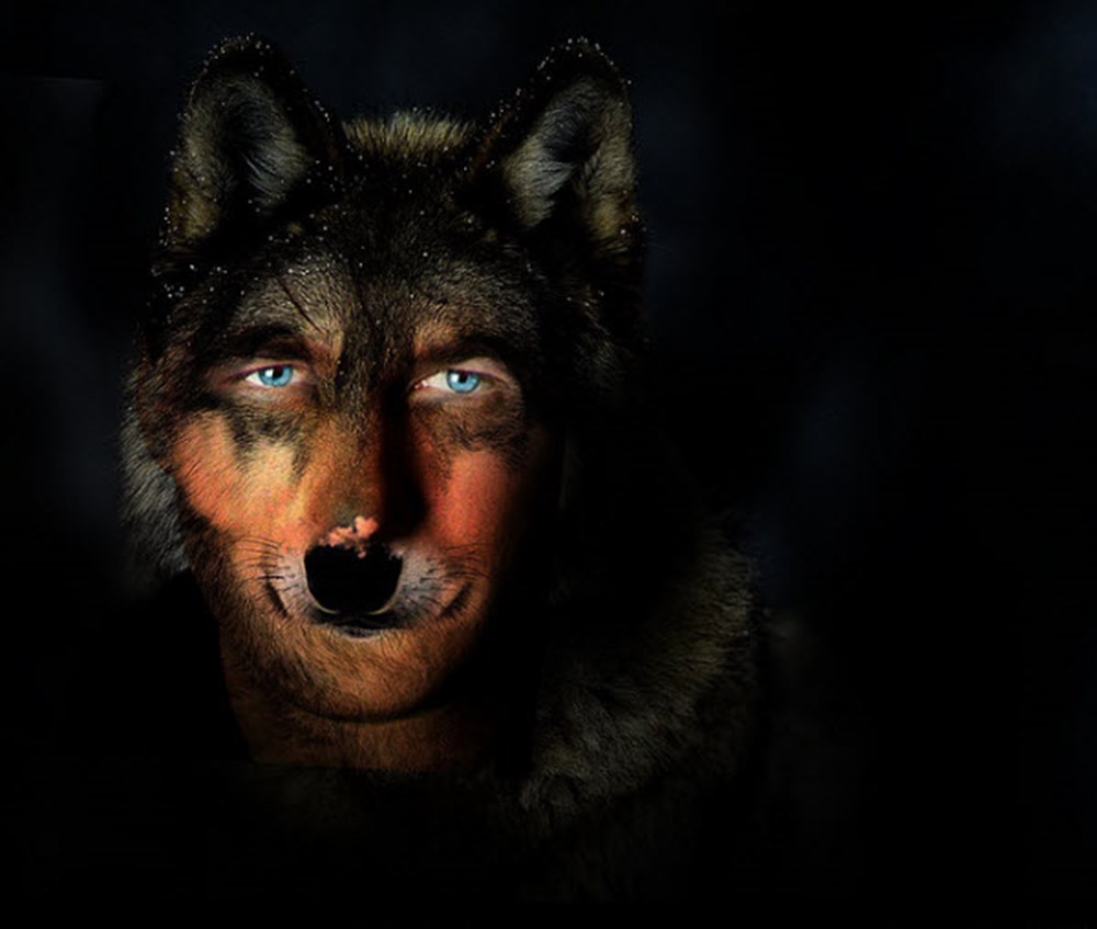 Волк: 14 тыс изображений найдено в Яндекс.Картинках Волк