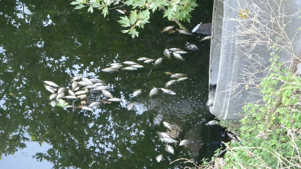 Maltepe'de şüpheli balık ölümleri: ''20 senedir ilk defa görüyorum'' - 5