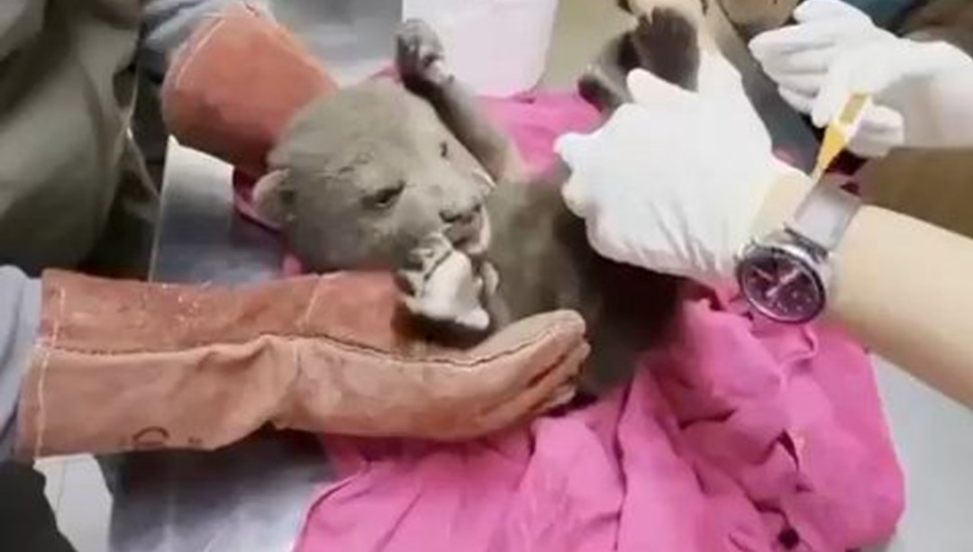 Karabük'te yavru bozayı bulundu