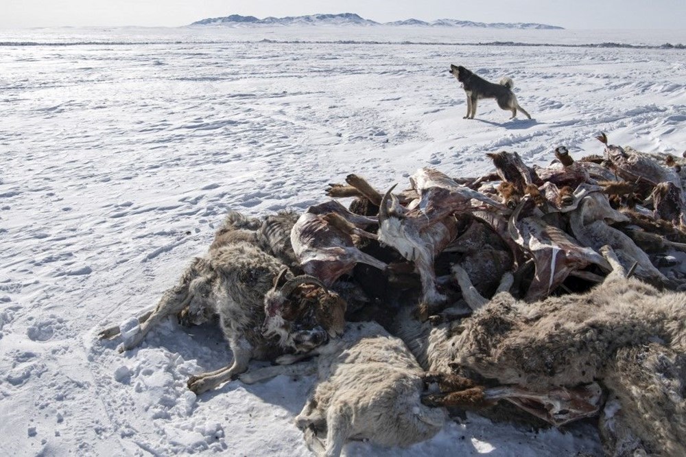 Moğolistan'da son 50 yılın en sert kışı: 5 milyon hayvan öldü - 2