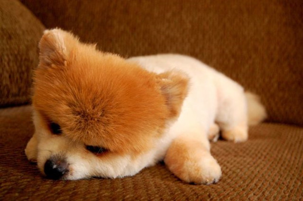 Маленькие плюшевые собаки живые. Плюшевая собачка. Бишон-фризе teacup. Карликовый пудель мартипу. Собака плюшевая живая.