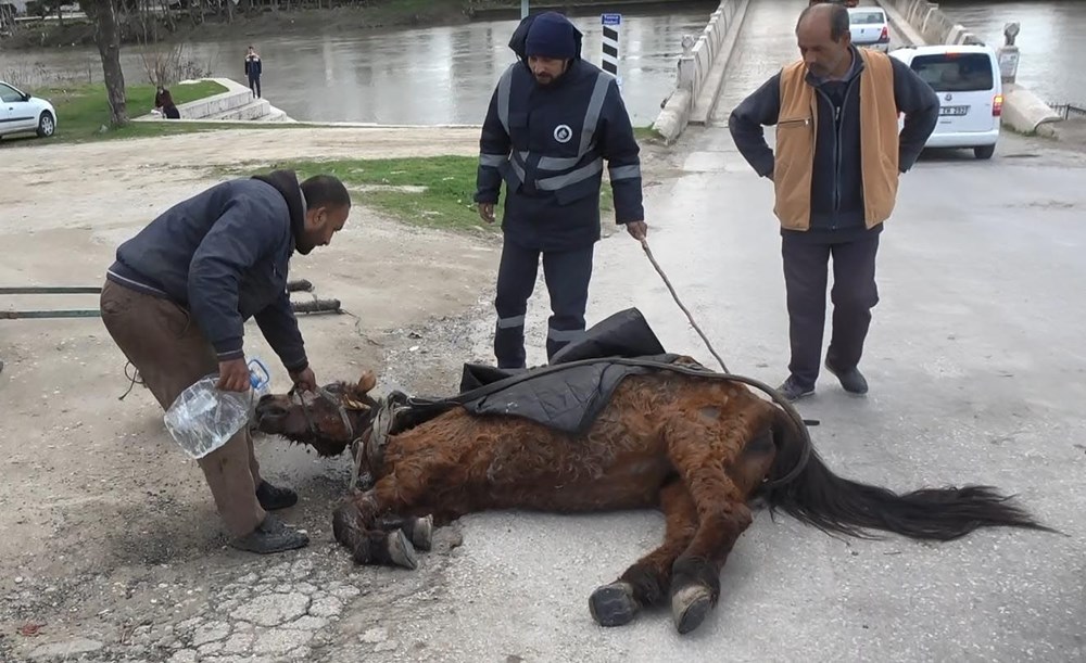 Edirne'de tepki çeken görüntü: Aşırı yükten yere yığılan ata göz göre göre işkence - 9