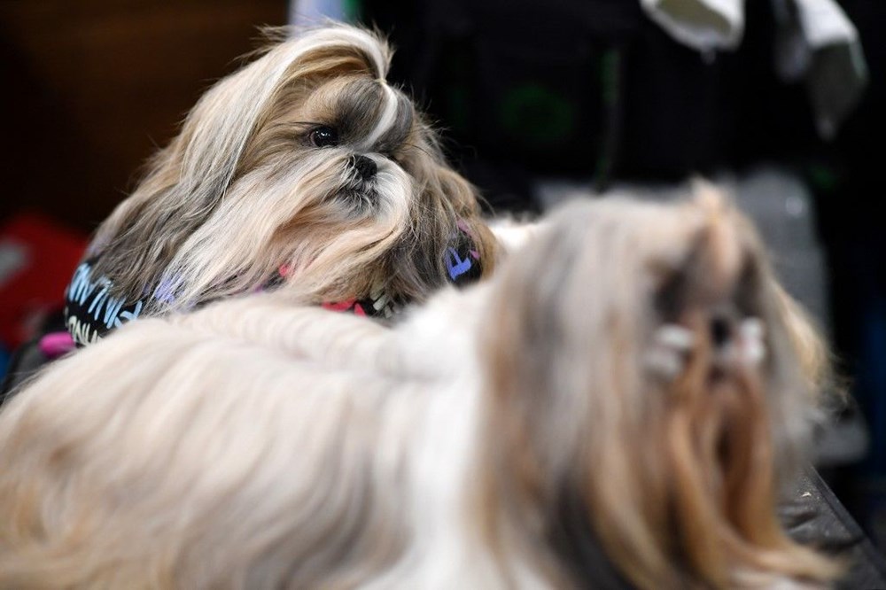 Köpek adları da corona virüsten etkilendi - 1
