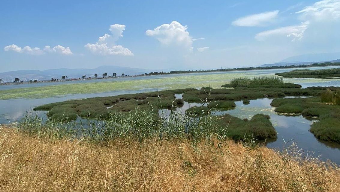 ''Ege müsilaj değil, farklı plankton türlerinin tehdidi altında''