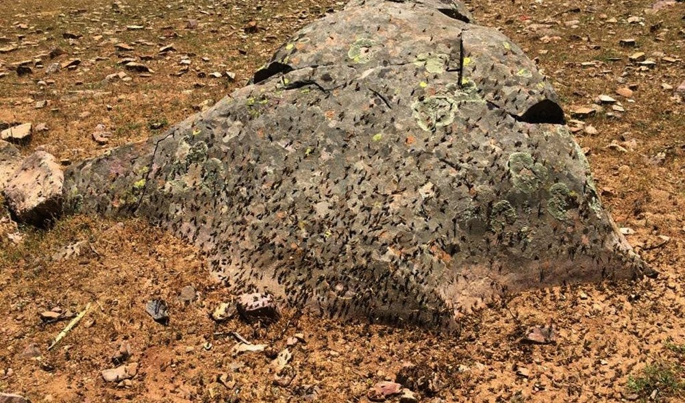 Gaziantep'te çekirge istilasına karşı mücadele - 3