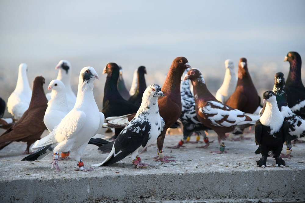 Dedenin Mirası, Torunun Tutkusu: 1,5 Milyonluk Hobi! 76 PK3SlqyzI06NY0cIdoclgg