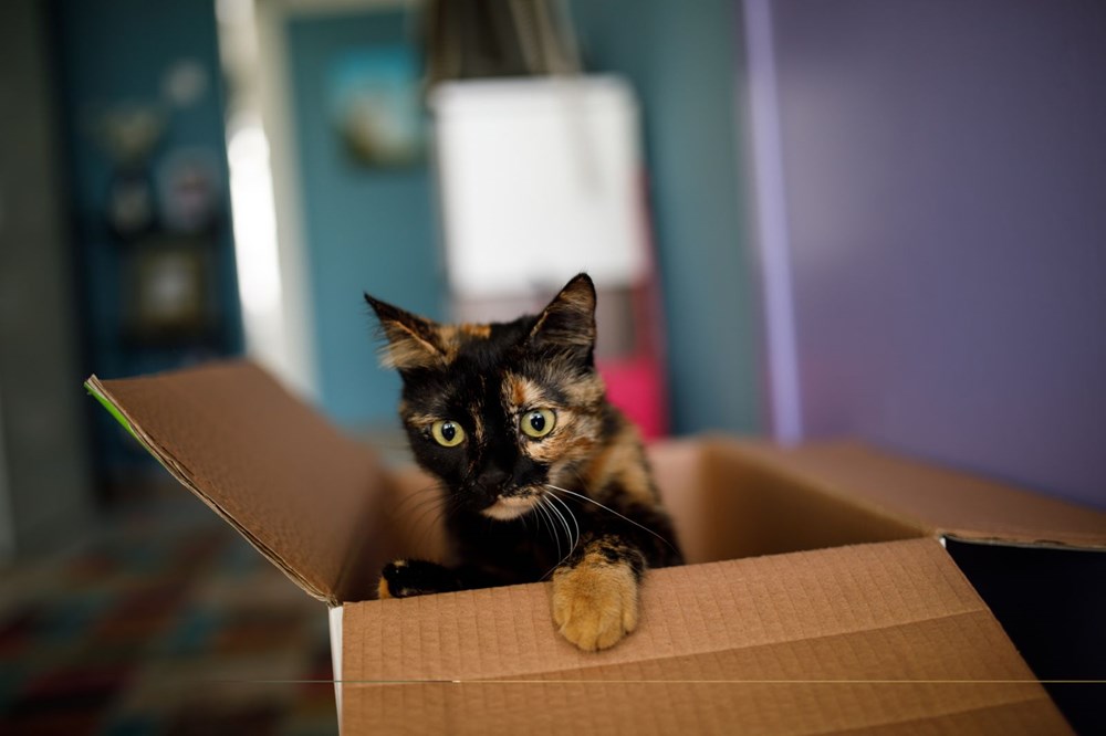 Avrupa kedi sahipliği oranı belli oldu: Türkiye'nin yüzde 19'u kedi sahibi - 5