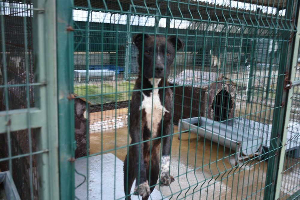 Edirne'de 'yasaklı ırk' köpekler için barınakta yer kalmadı - 5