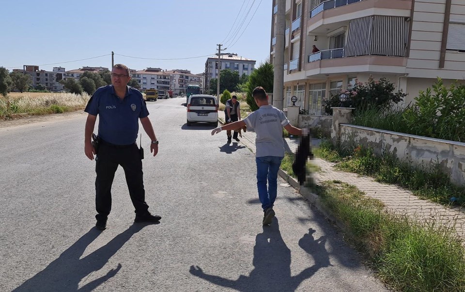 İzmir Tire'de 6 köpek ve 2 kedi zehirlenerek öldürüldü - 1