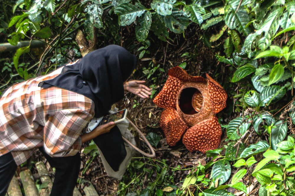 Dünyanın en büyüğü: Endonezya’da ceset çiçeği olarak da
bilinen 'Rafflesia arnoldii' açtı - 9