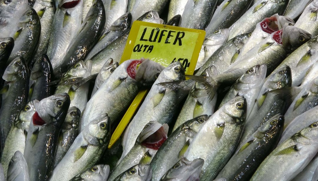 Palamut azaldı, lüfer arttı