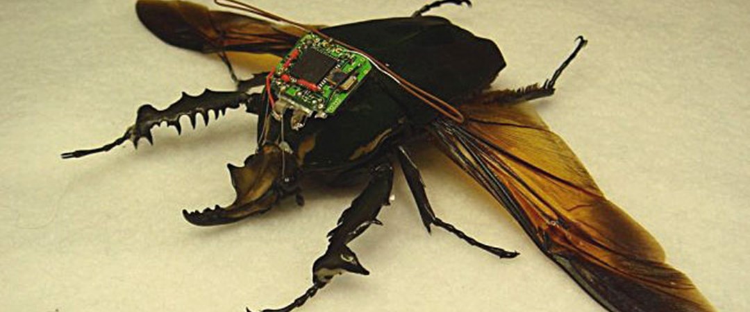 Bug project