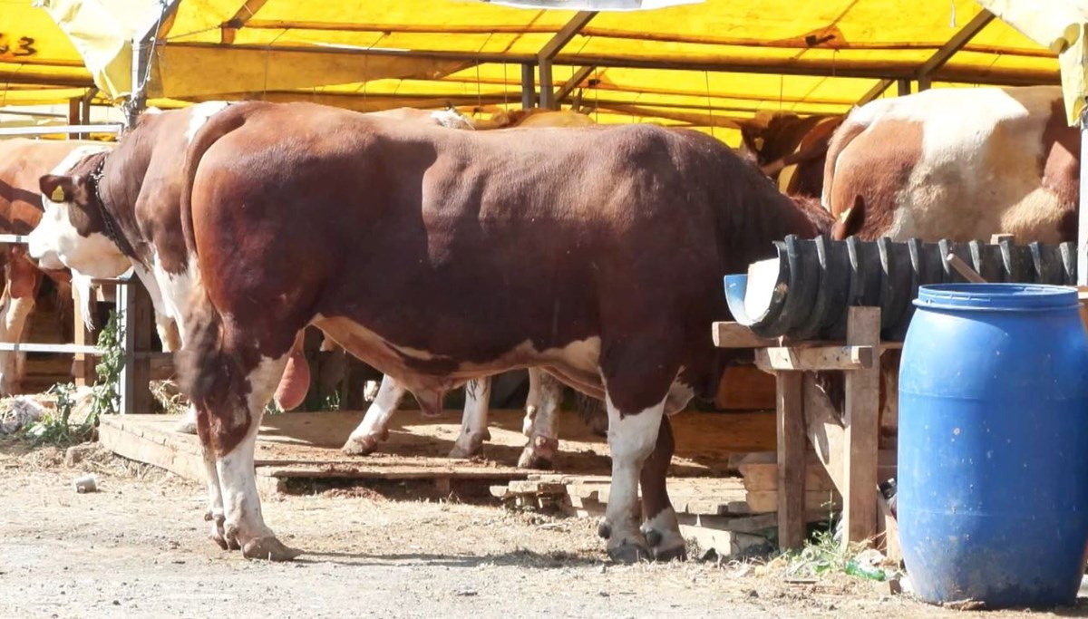 Kurban fiyatlarında artış