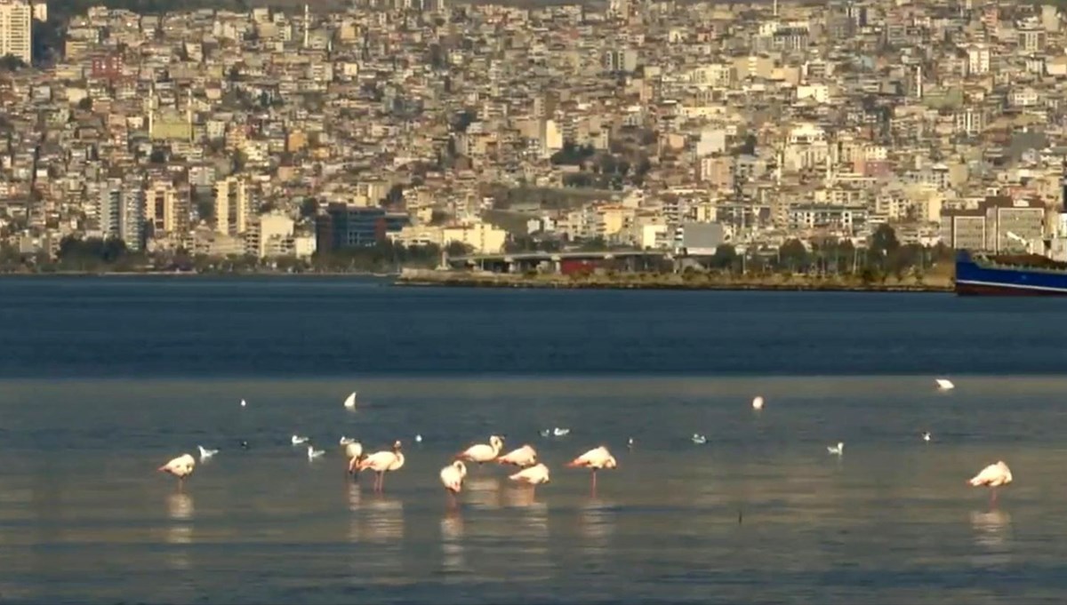 Flamingolar ve pelikanlar İzmir Körfezi'ne geri döndü