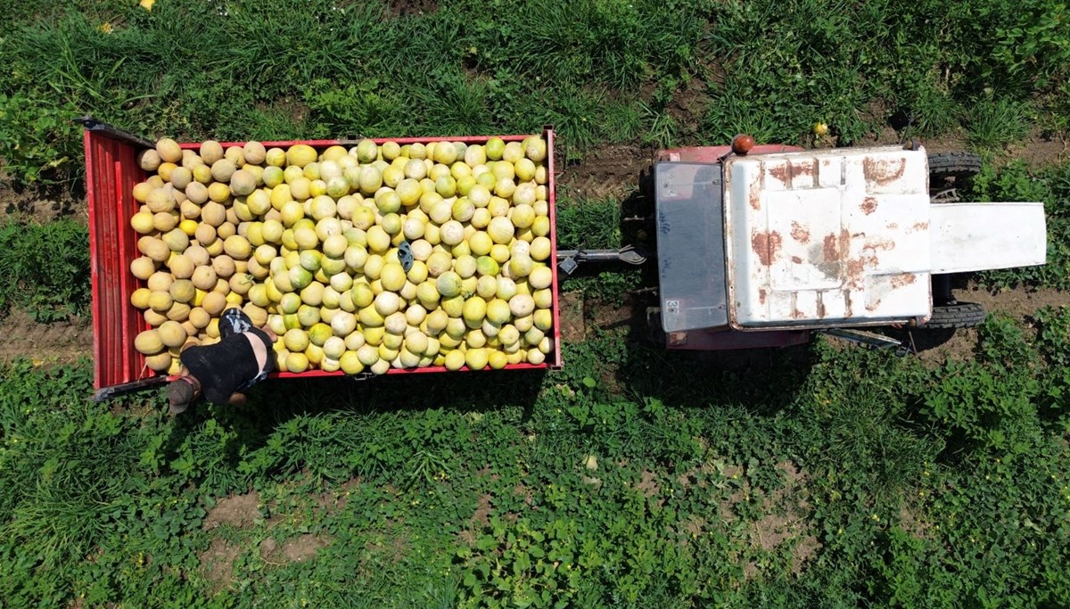 Tarlada 12 liradan alıcı buluyor: Aroması ve tadı güzel