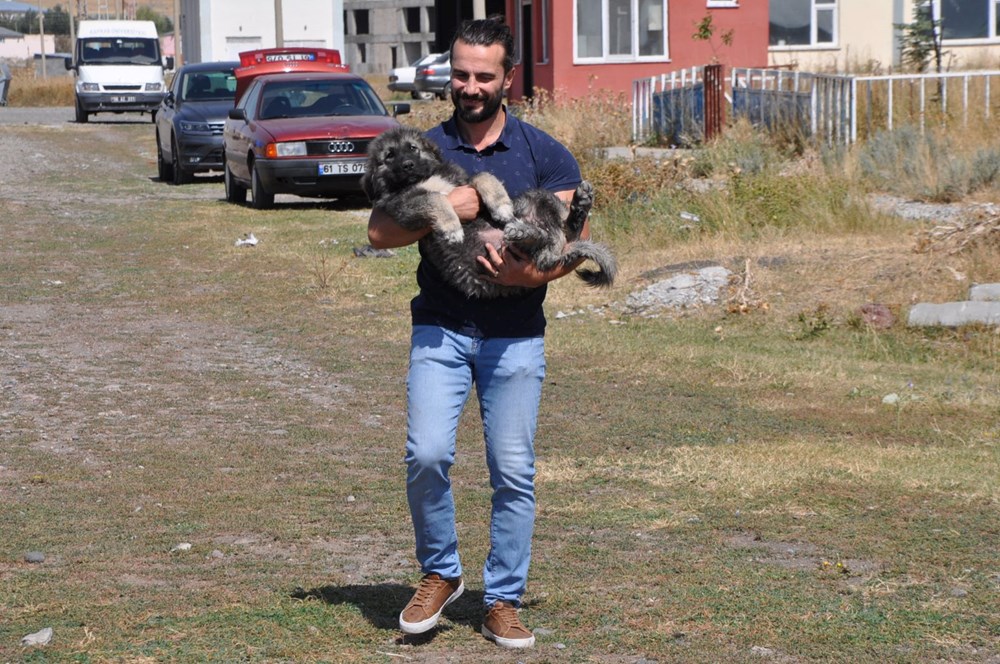 Coğrafi işaretli Kars çoban köpeğinin saflaştırılması için çalışma başlatıldı - 6
