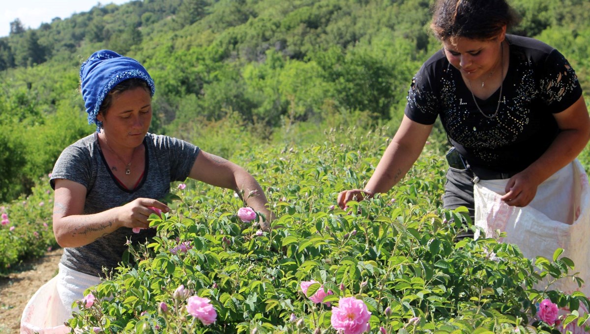 Zirai don gülü de vurdu