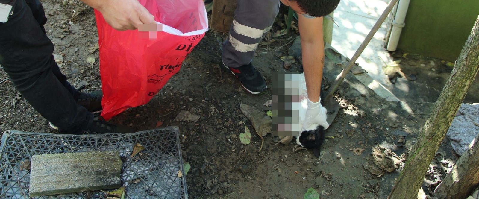 Sarıyer�de bacakları kesilmiş iki kedi ölüsü bulundu NTV