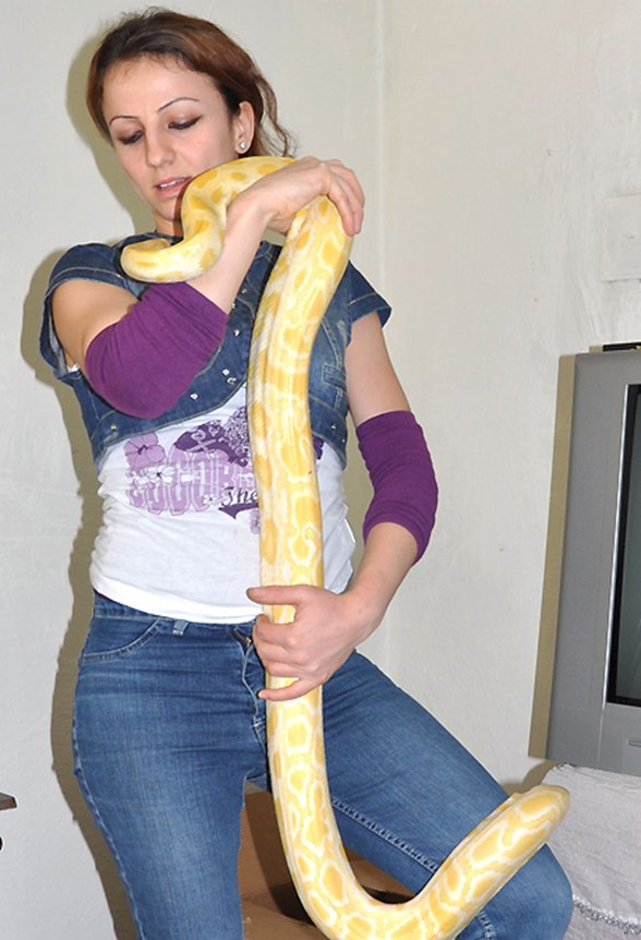 dev pitonla ayni evde ntv