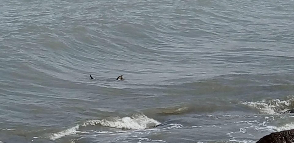 Ordu’da nesli tükenmekte olan su samuru görüldü - 1