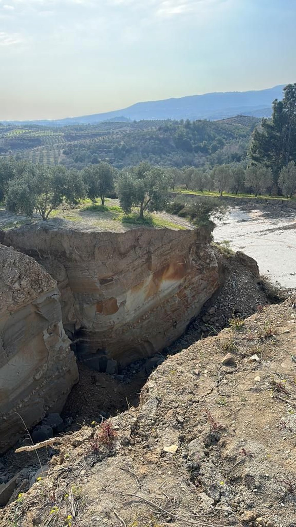 Depremin ardından Hatay'daki zeytinliklerde dev yarıklar - 2