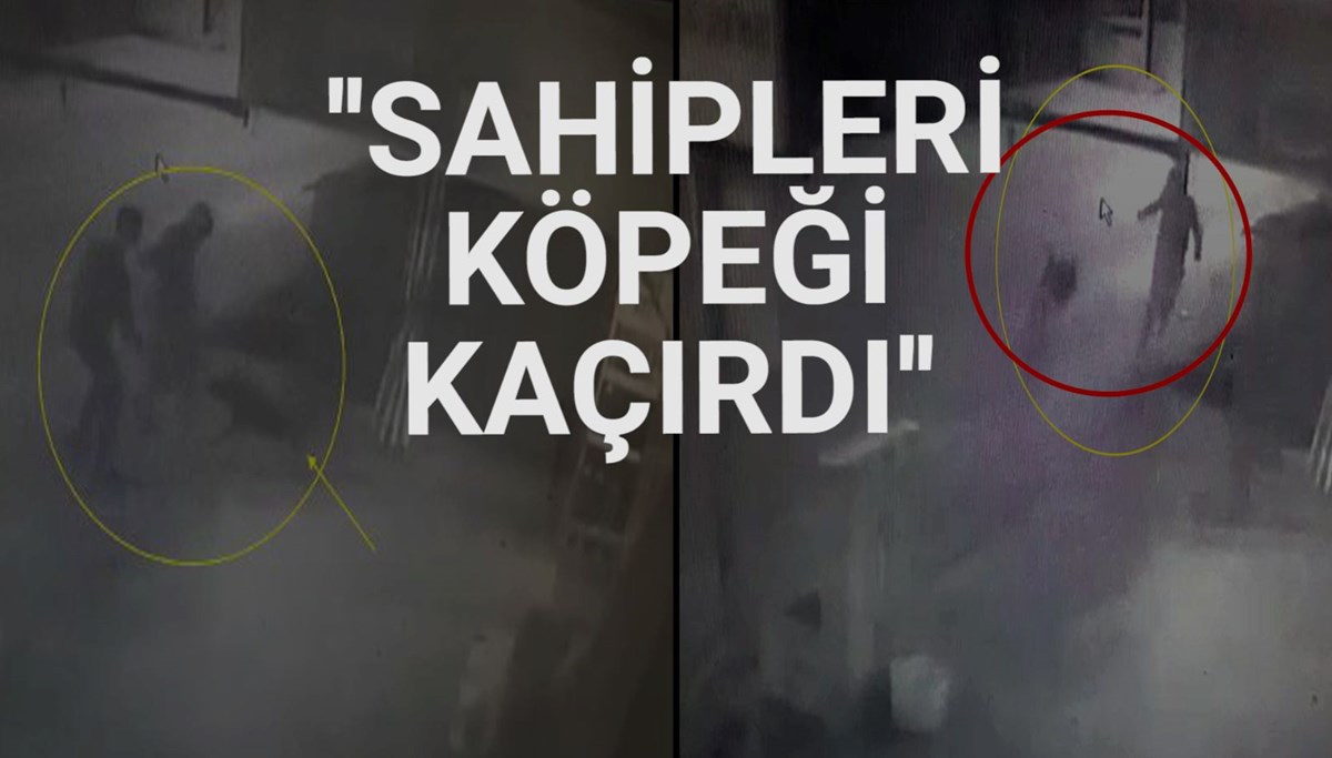 Ekmek almaya giden çocuğa köpek saldırdı Ekmek almaya giden çocuğa köpek saldırdı