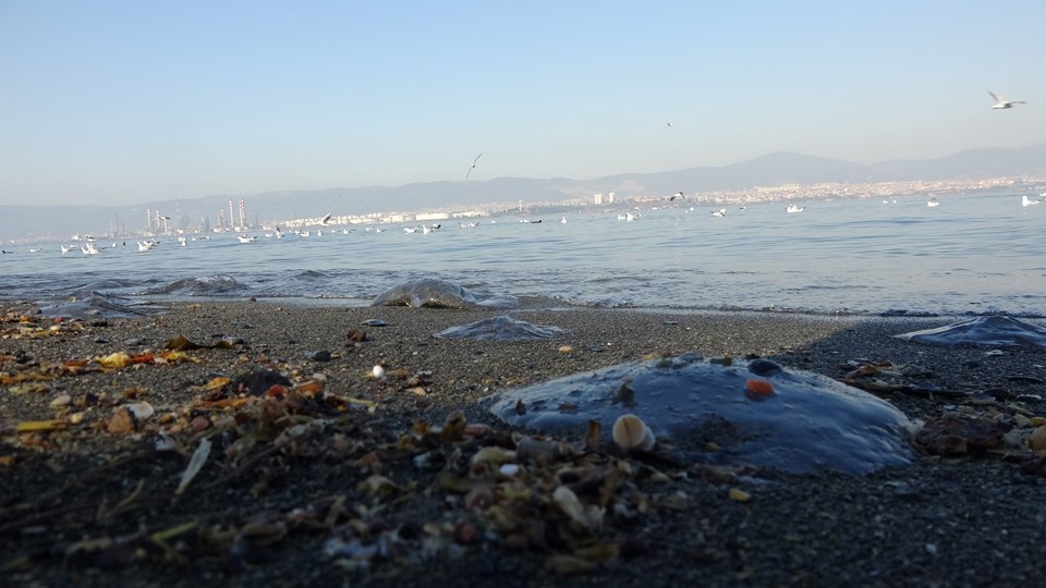 Kocaeli Belediyesi'nden denizanası açıklaması: Kirlilik değil küresel ısınma - 2
