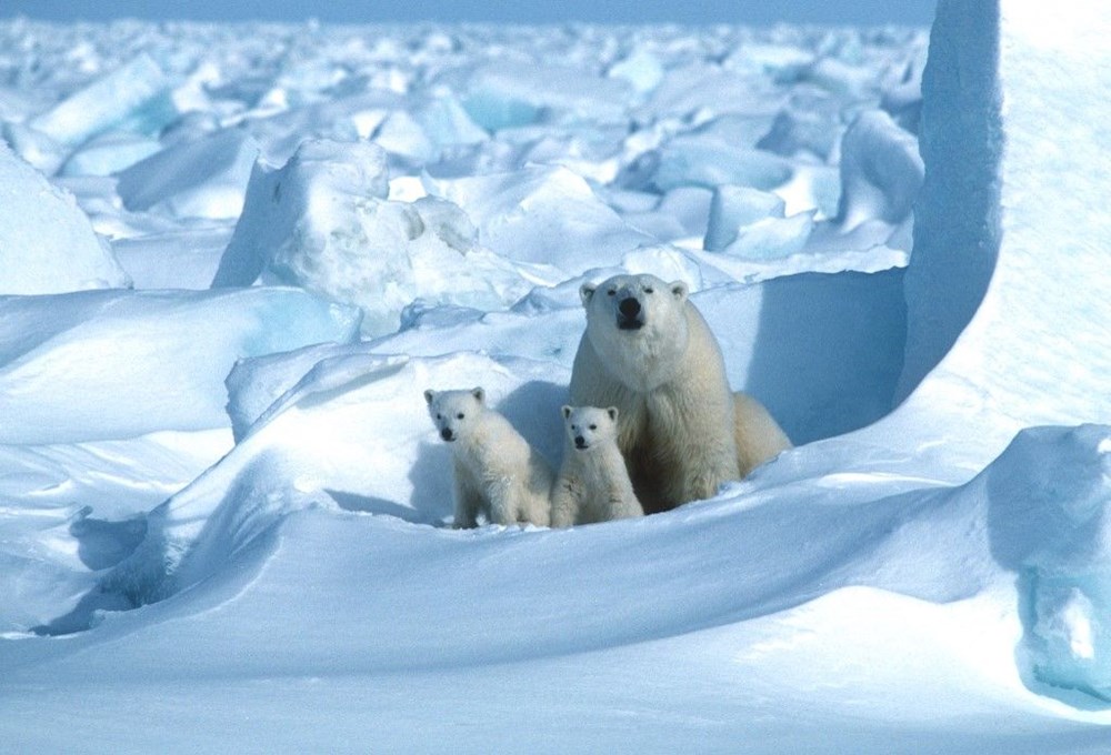 Kutup ayıları 22. yüzyılı göremeyecek - 9