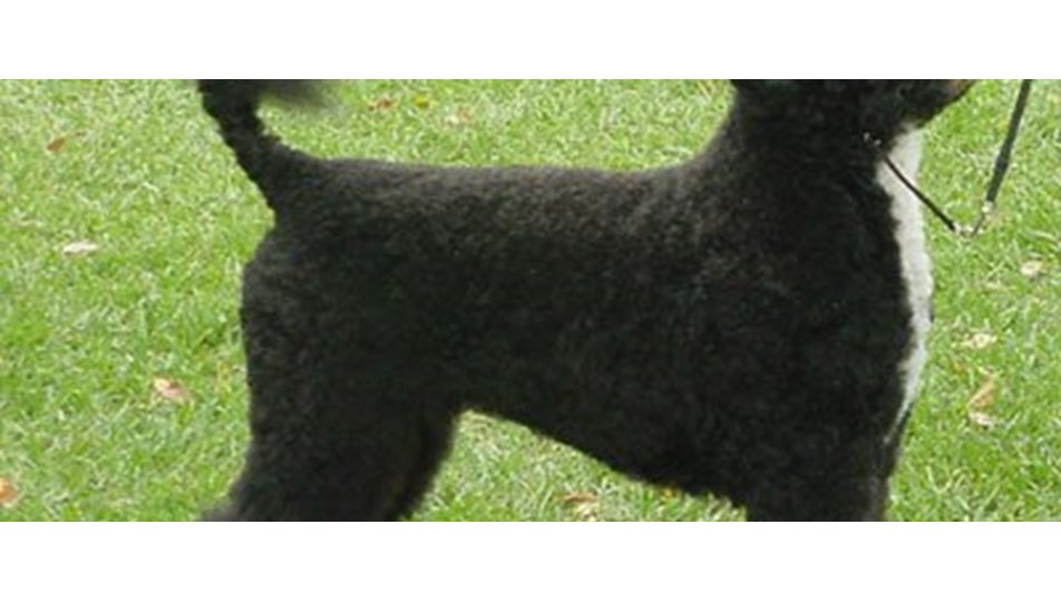 Obama ailesi köpek kararını verdi Magazin Haberleri NTV
