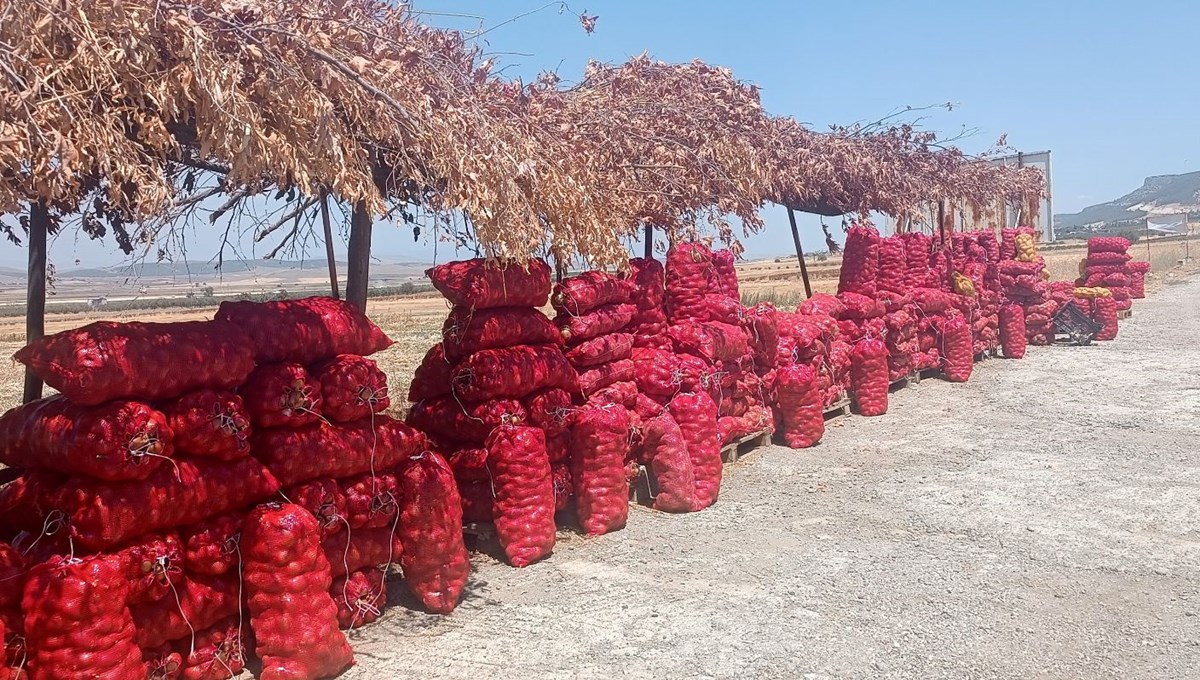 Tarlada 3, tezgahta 15 lira: Yol kenarında satıyor
