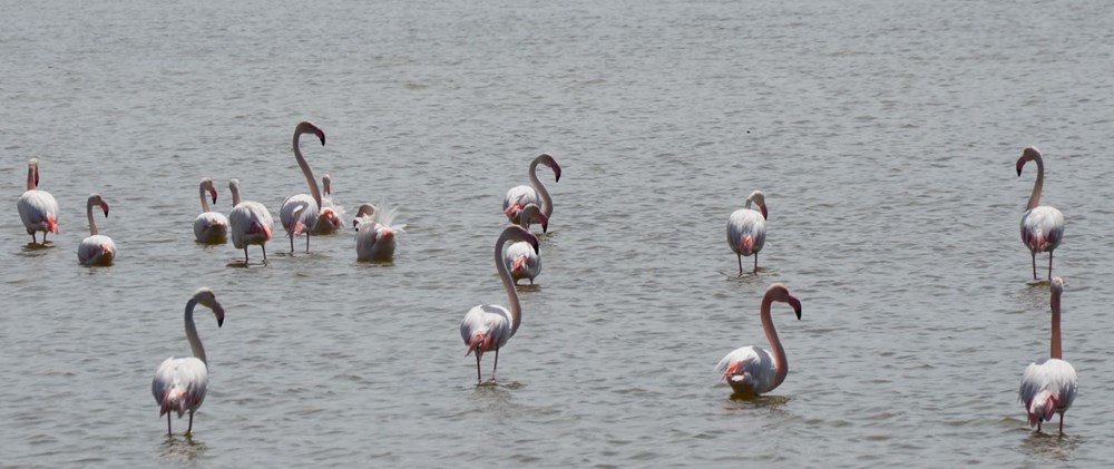 Flamingolar Tuz Gölü'ndeki evlerine geldi - 3
