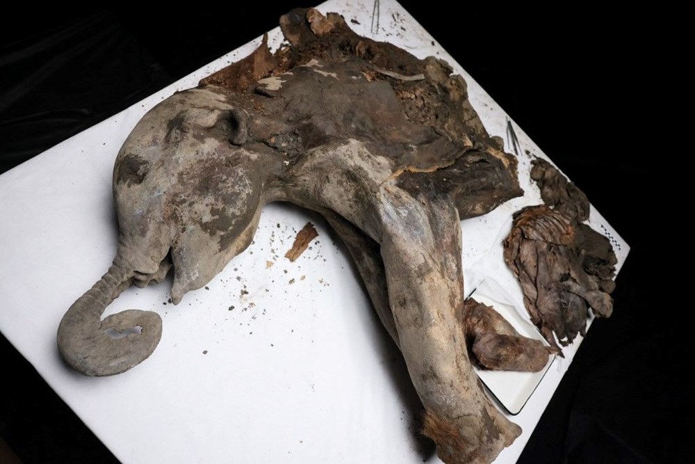 Türünün tek örneği: 130 bin yıllık yavru mamut bulundu! - 2