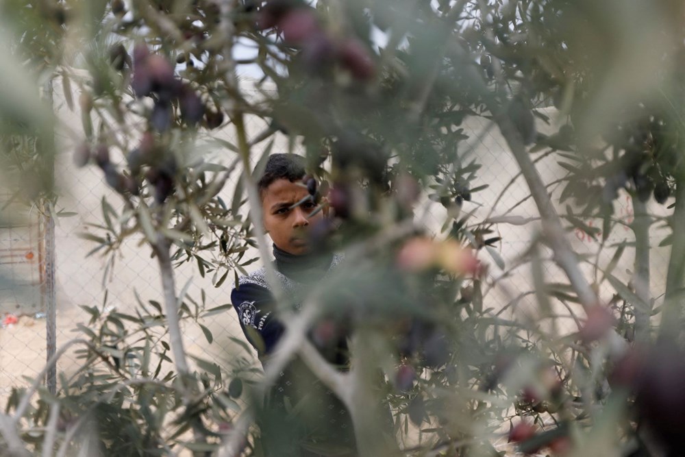 Ateşkes sürerken Gazze'de zeytin hasadı - 1