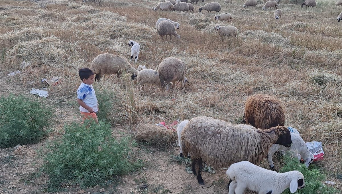 Osmaniye'de mavi dil karantinası