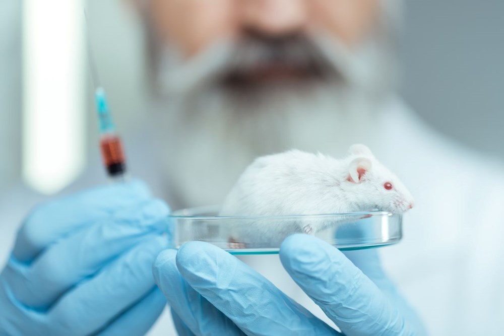 Çığır açacak gelişme: İnsan beyin hücreleri farelere nakledildi - 6