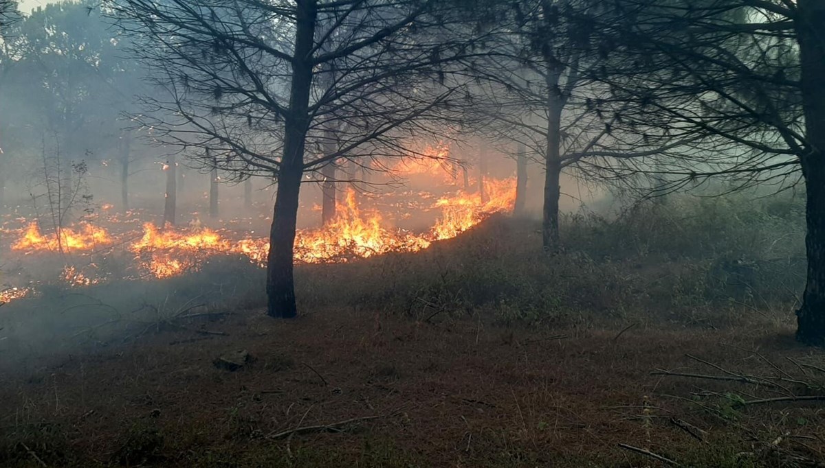Çanakkale'de orman yangını Çanakkale'de orman yangını