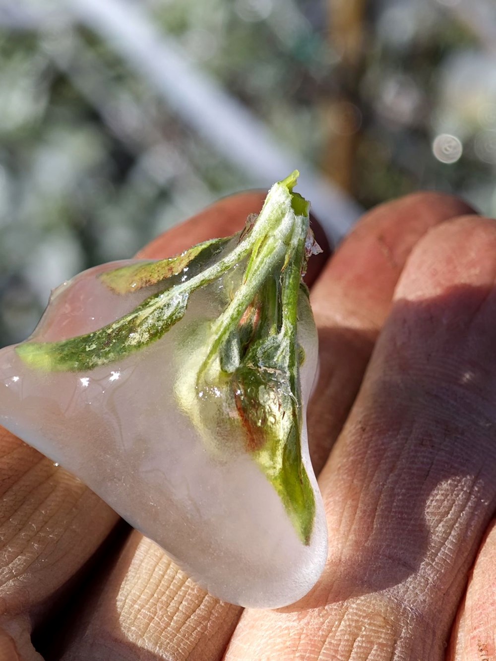 Isparta'da "zirai don" tesiri; elma, gül, kiraz ve kayısıda kayıp büyük 72 P mbvsK aEO8UnbIwA8GEQ