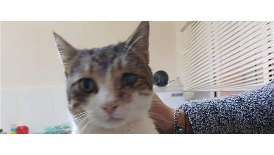 Antalya�da tüfekle vurulan kedi tedavi edildi NTV