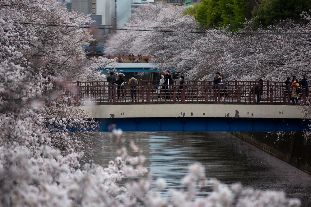 Sakura çiçekleri son bin 200 yıldır bu kadar erken açmadı: İklim değişikliği nedeniyle ekosistemler çökme noktasında - 7