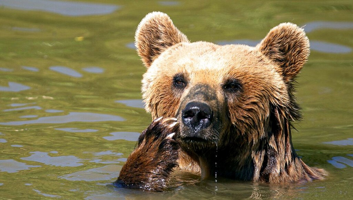 Ayıdan ölü taklidiyle kurtuldu