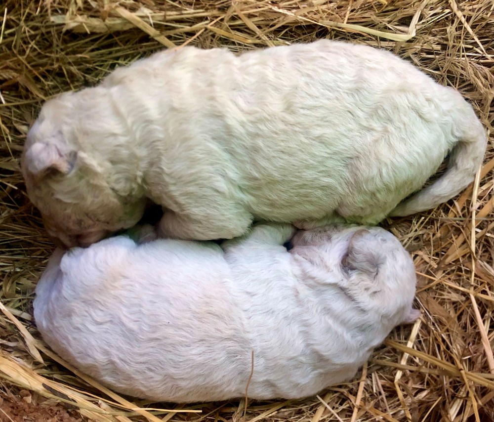 İtalya'da yeşil tüylü bir köpek dünyaya geldi - 2