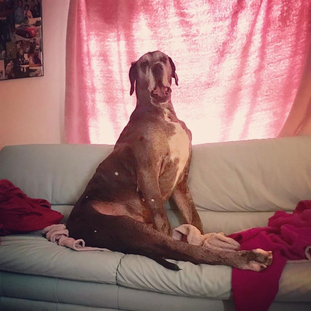 Dünyanın en uzun köpeği Freddy hayatını kaybetti - 36