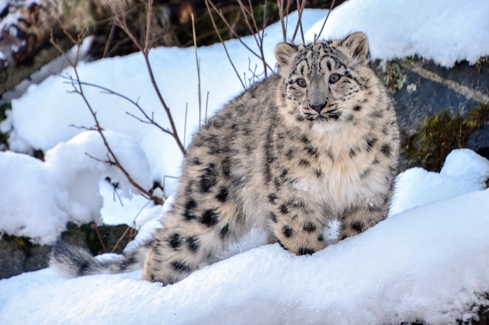 Kazakistan'da kar leoparları karantinayı fırsat bilerek şehre indi - Son  Dakika Dünya Haberleri | NTV Haber