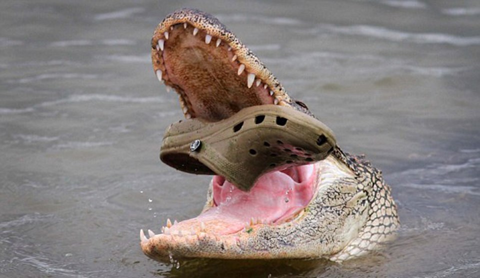 Забавный крокодил. Кракадил. Крокодил прикольный. Крокодил улыбается. Крокодил с открытой пастью.