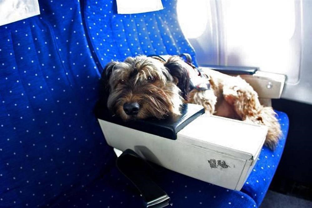 Можно с собакой в самолет. Авиаперевозка животных. Собака в самолете. Йоркширский терьер в самолете. Путешествие с собакой.