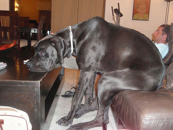Little Dog Big Dick