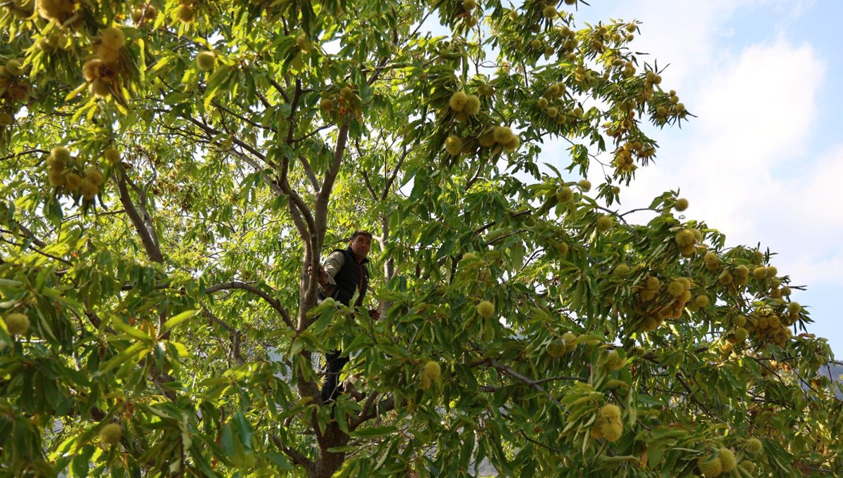 60-70 metre yükseklikten toplanan karbonhidrat ve protein deposu: Fiyatı iyi, işçi bulunmuyor