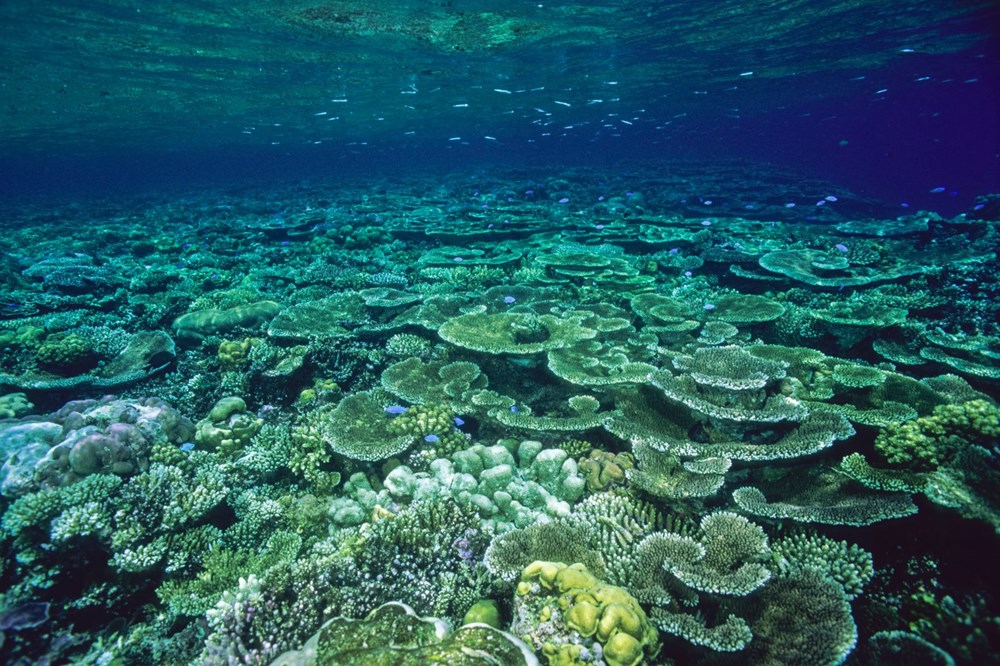 Büyük Set Resifi’nde 500 metre yüksekliğe sahip mercan kulesi bulundu - 6