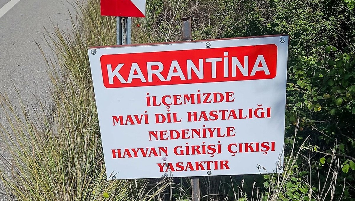 Bir ilçe karantinaya alındı: Mavi dil hastalığı
